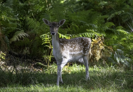 Deer